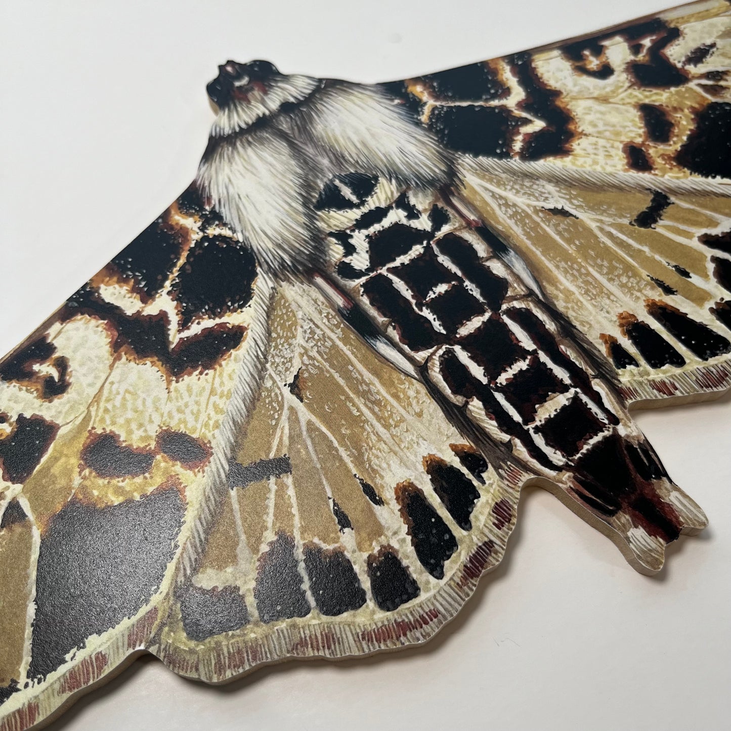 Azochis Moth Wood Cutout Print