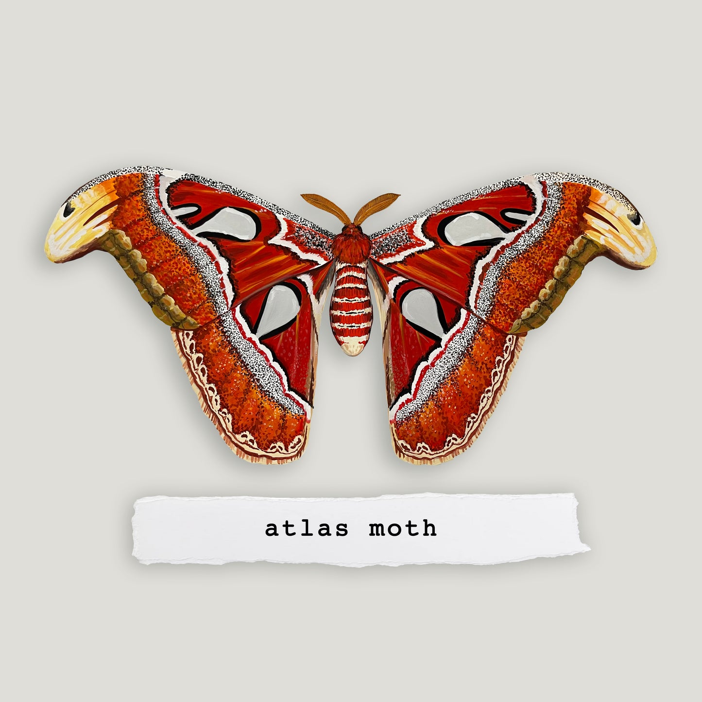 Atlas Moth Wood Cutout Print