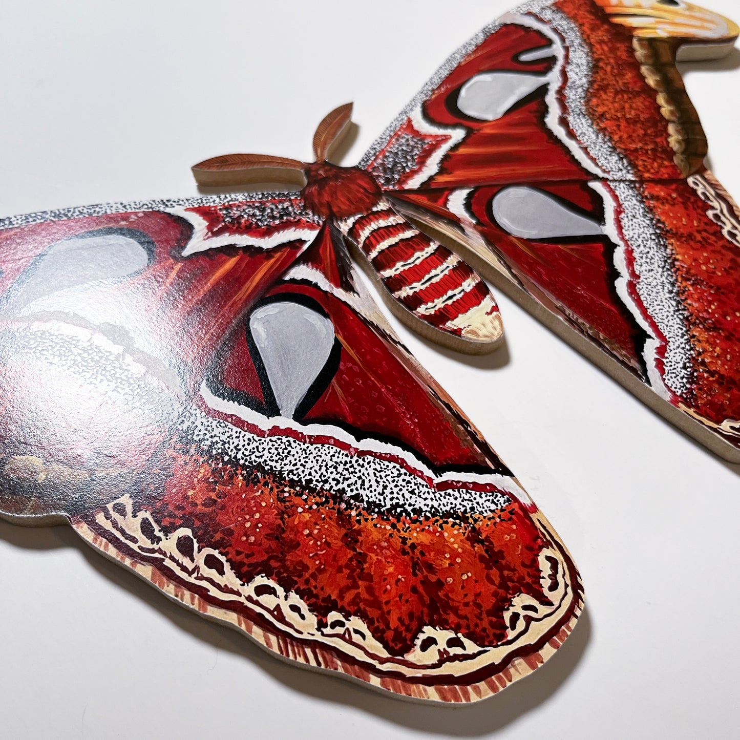 Atlas Moth Wood Cutout Print
