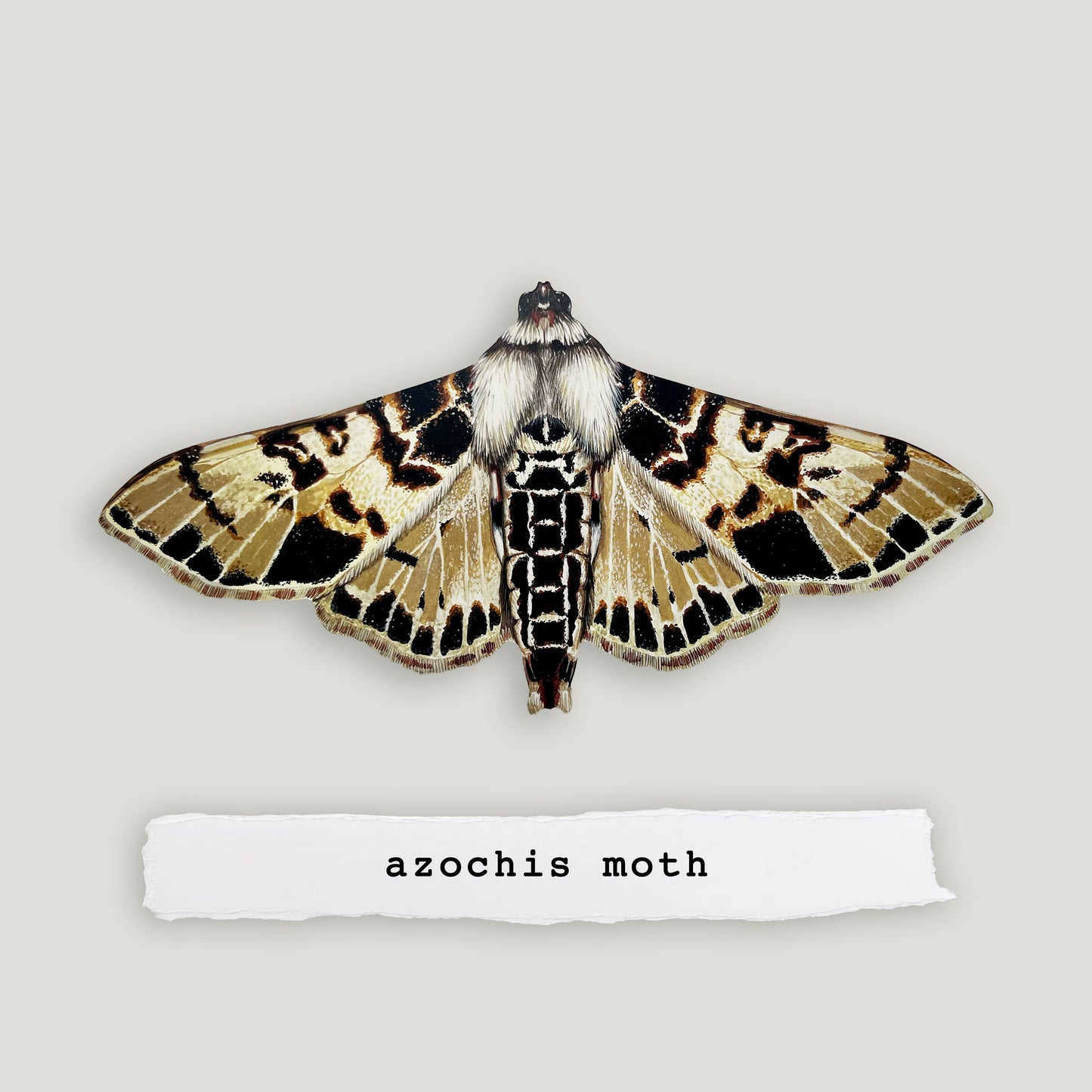 Azochis Moth Wood Cutout Print