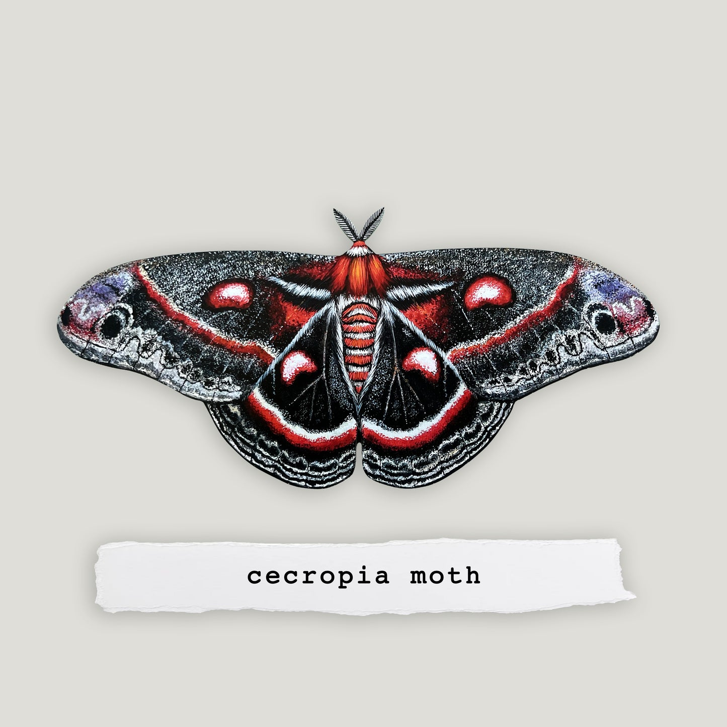 Cecropia Moth Wood Cutout Print