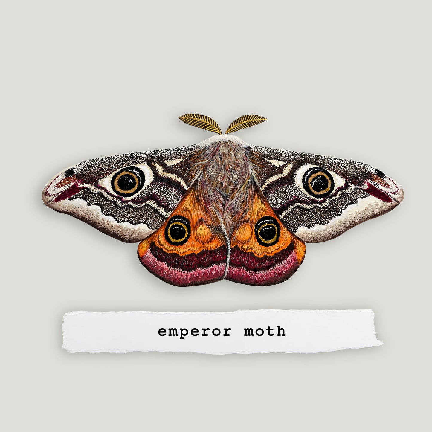 Emperor Moth Wood Cutout Print