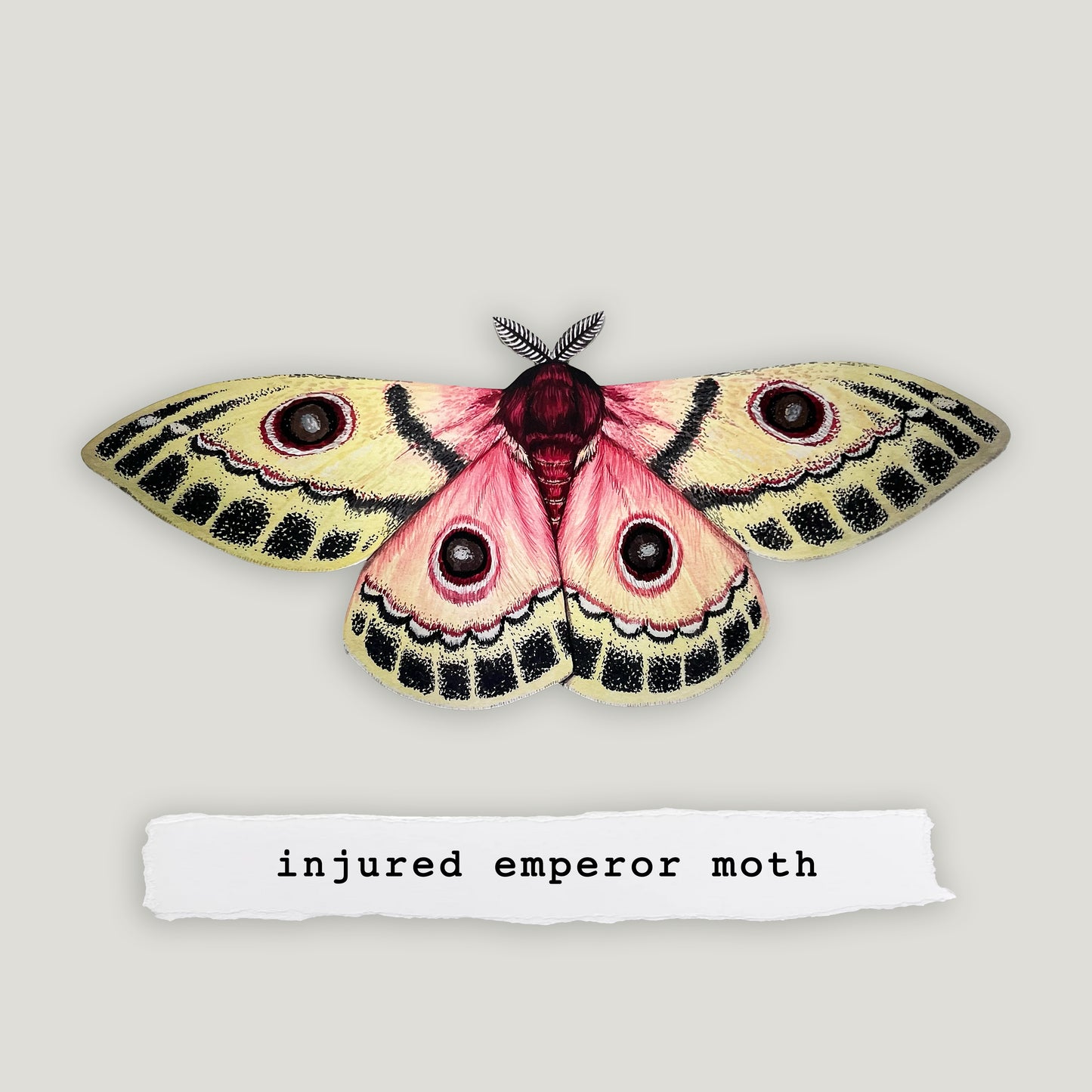 Injured Emperor Moth Wood Cutout Print