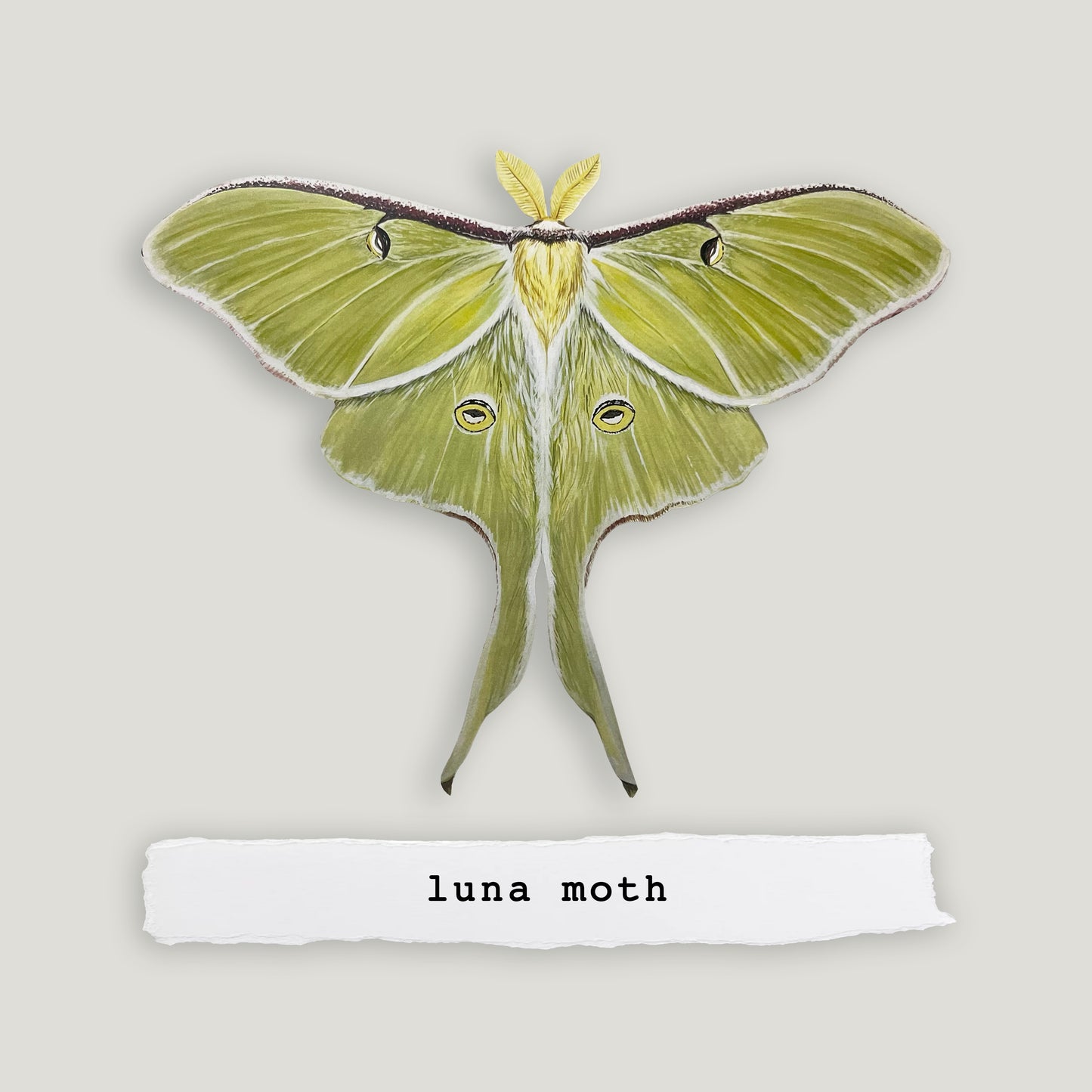 Luna Moth Print Wood Cutout