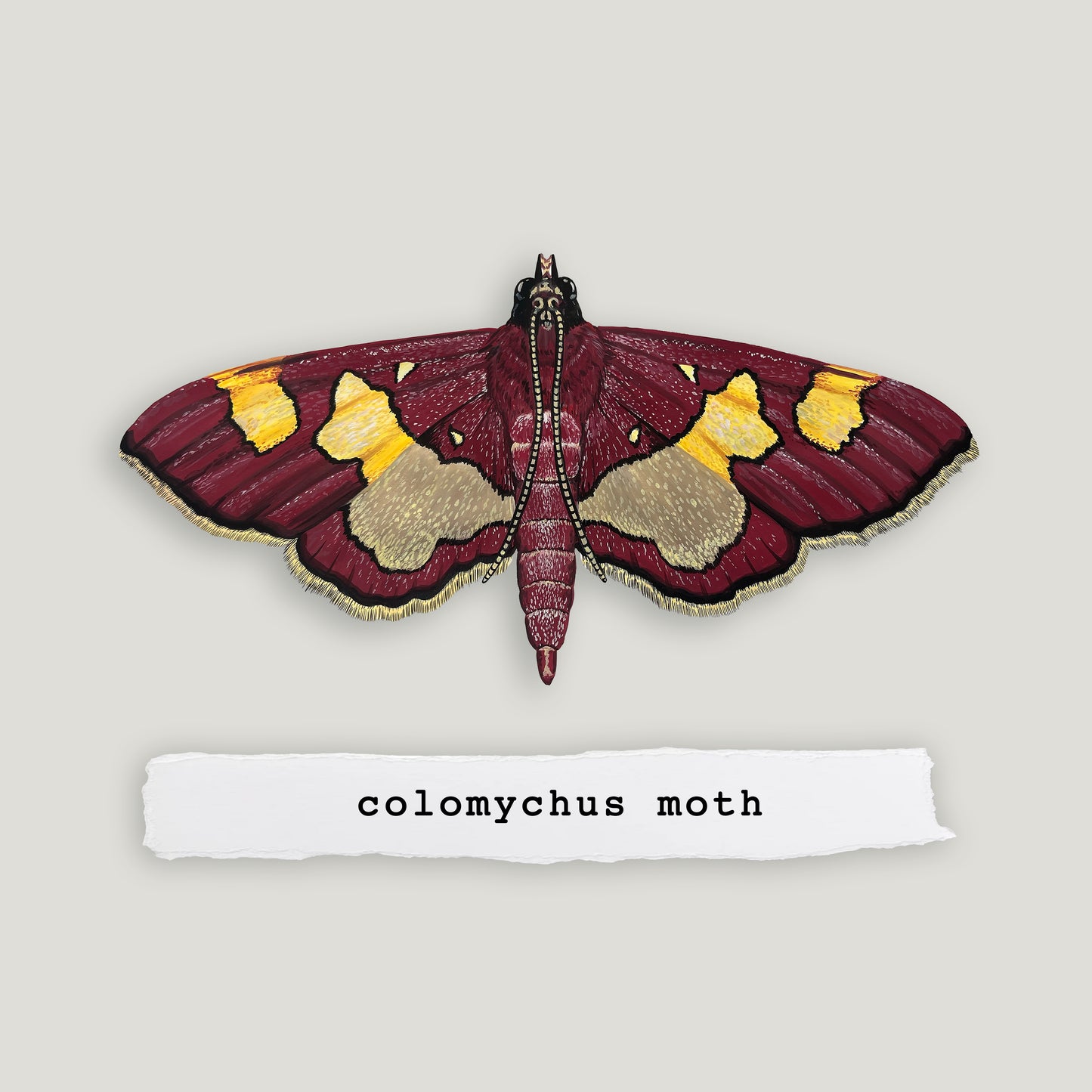 Colomychus Moth Wood Cutout Print