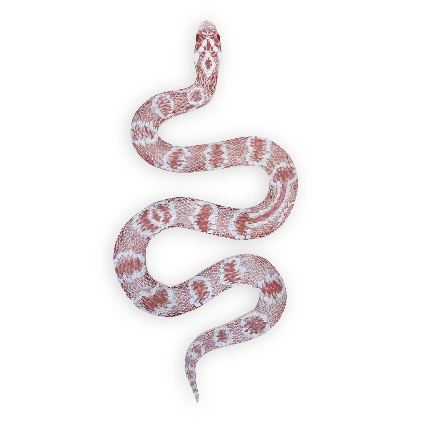Pink Corn Snake Wood Cutout Print