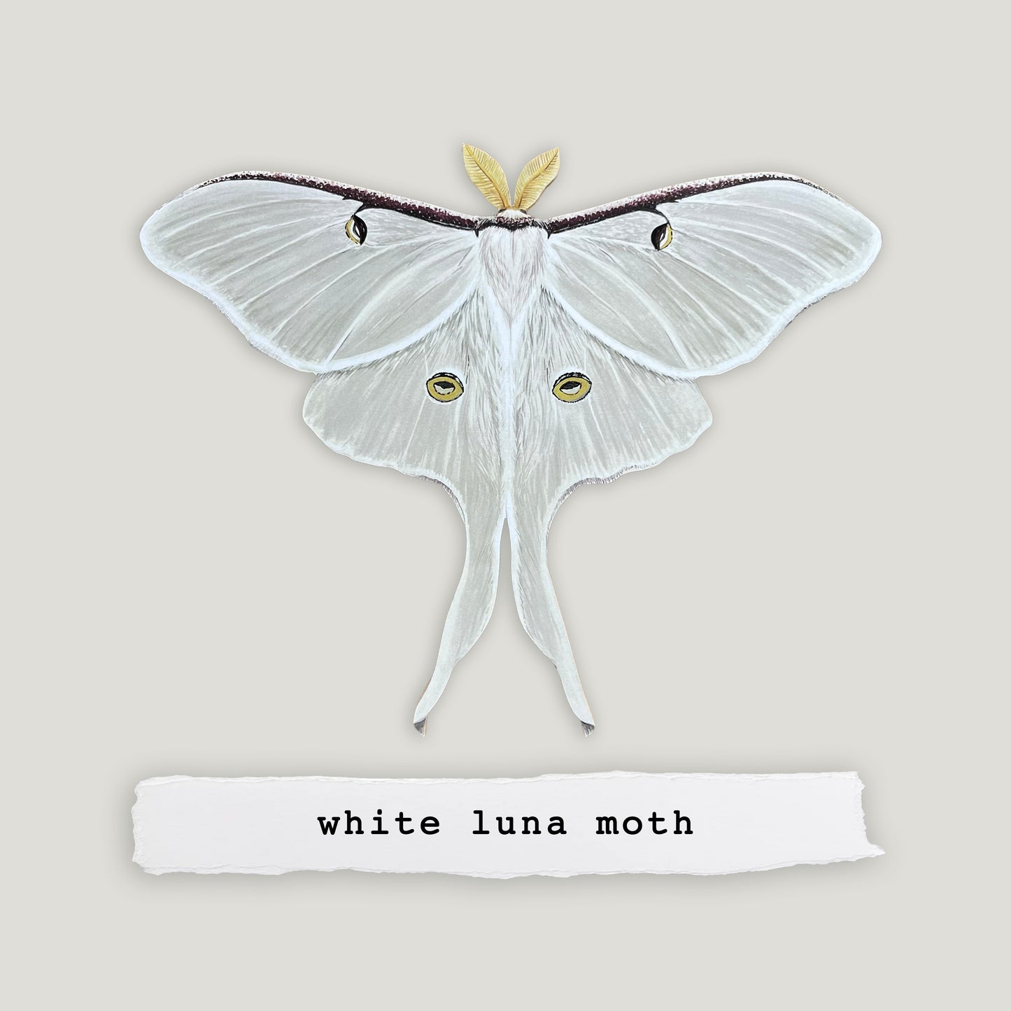 White Luna Moth Wood Cutout Print