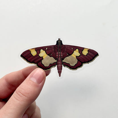 Colomychus Moth Sticker with Clear Background