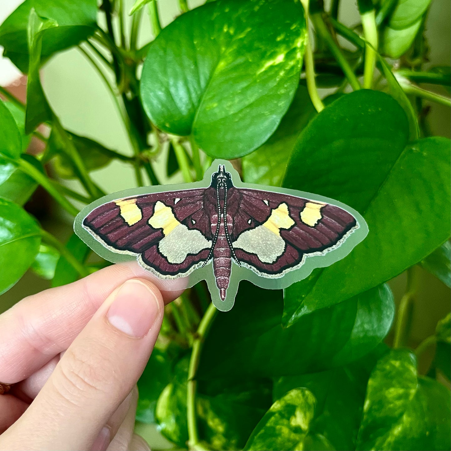 Colomychus Moth Sticker with Clear Background