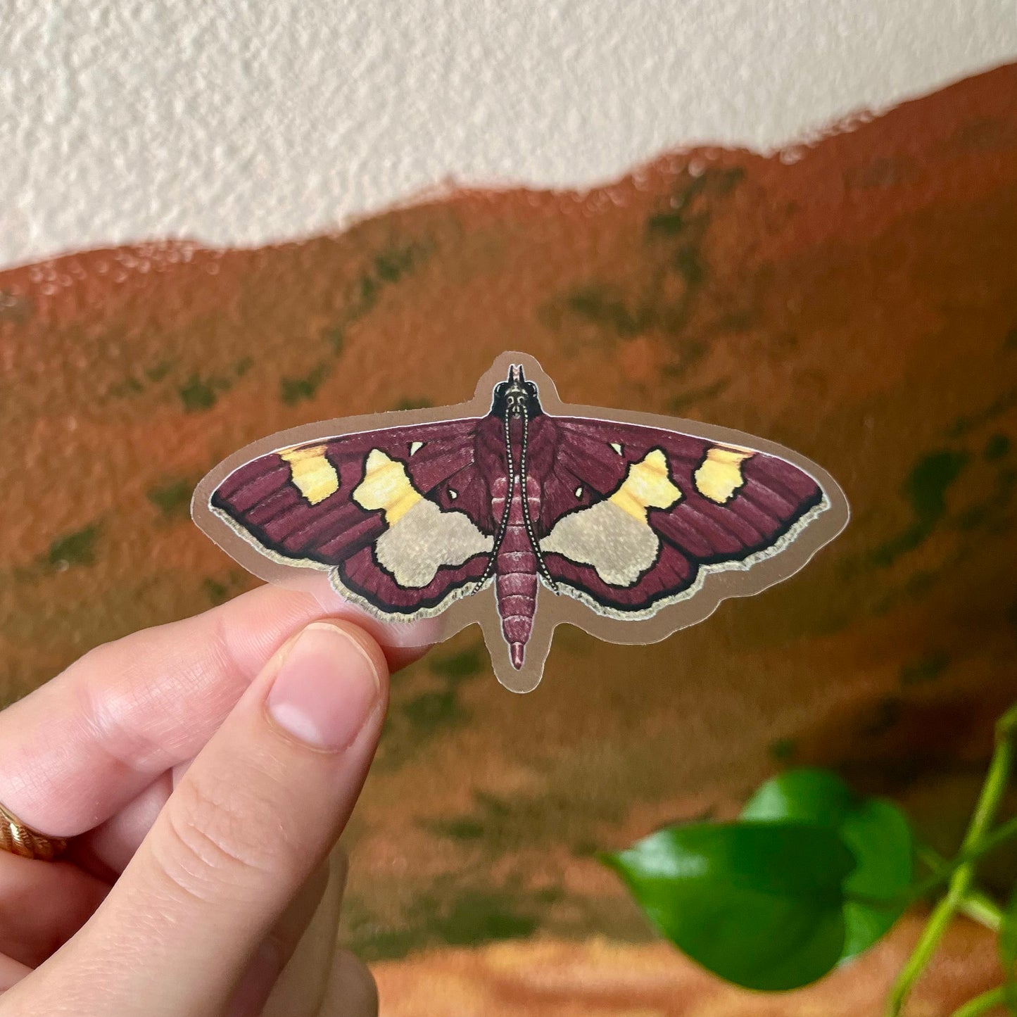 Colomychus Moth Sticker with Clear Background