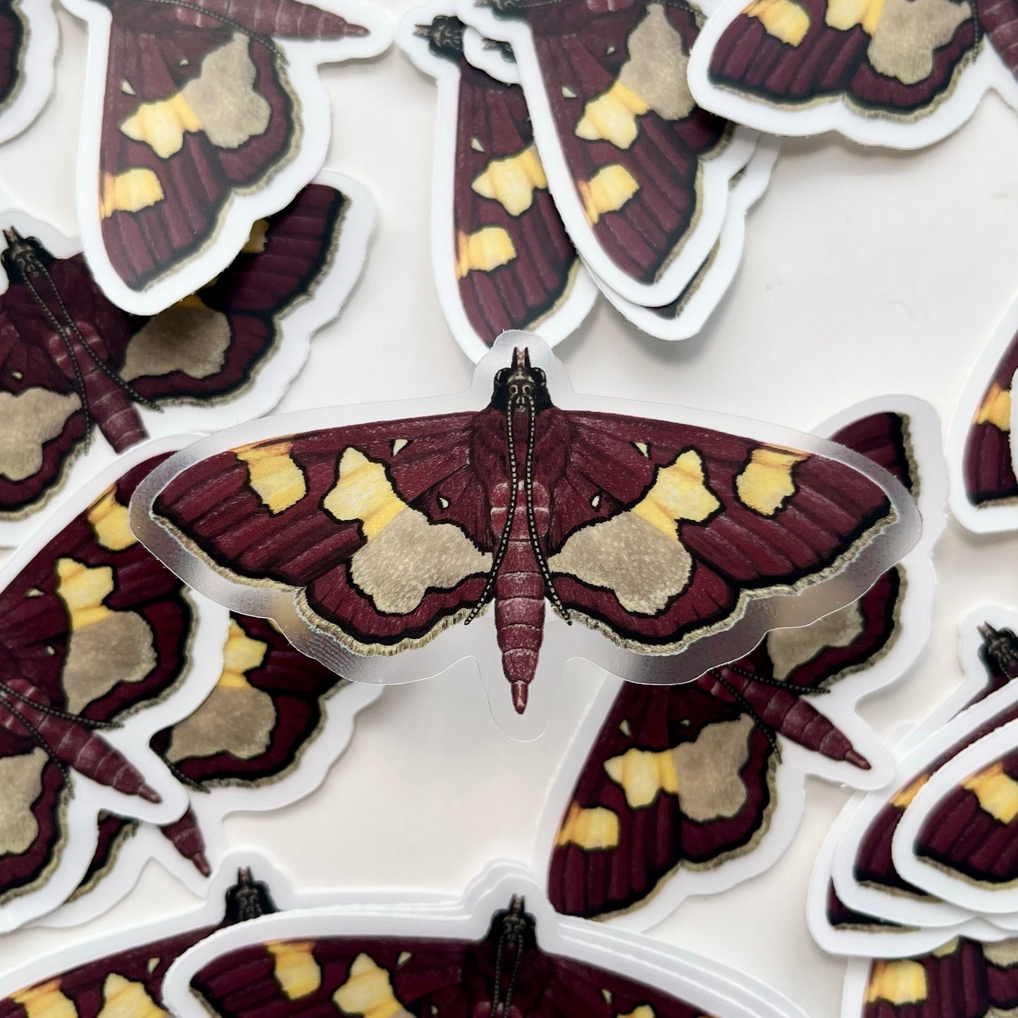 Colomychus Moth Sticker with Clear Background