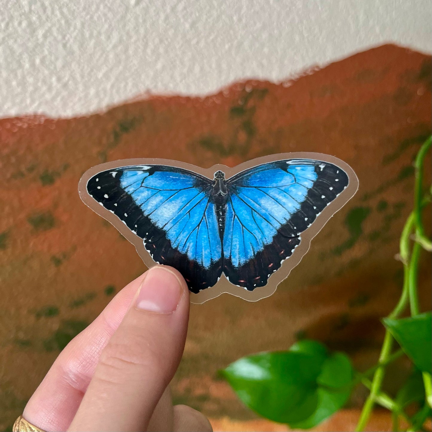 Blue Morpho Sticker with Clear Background