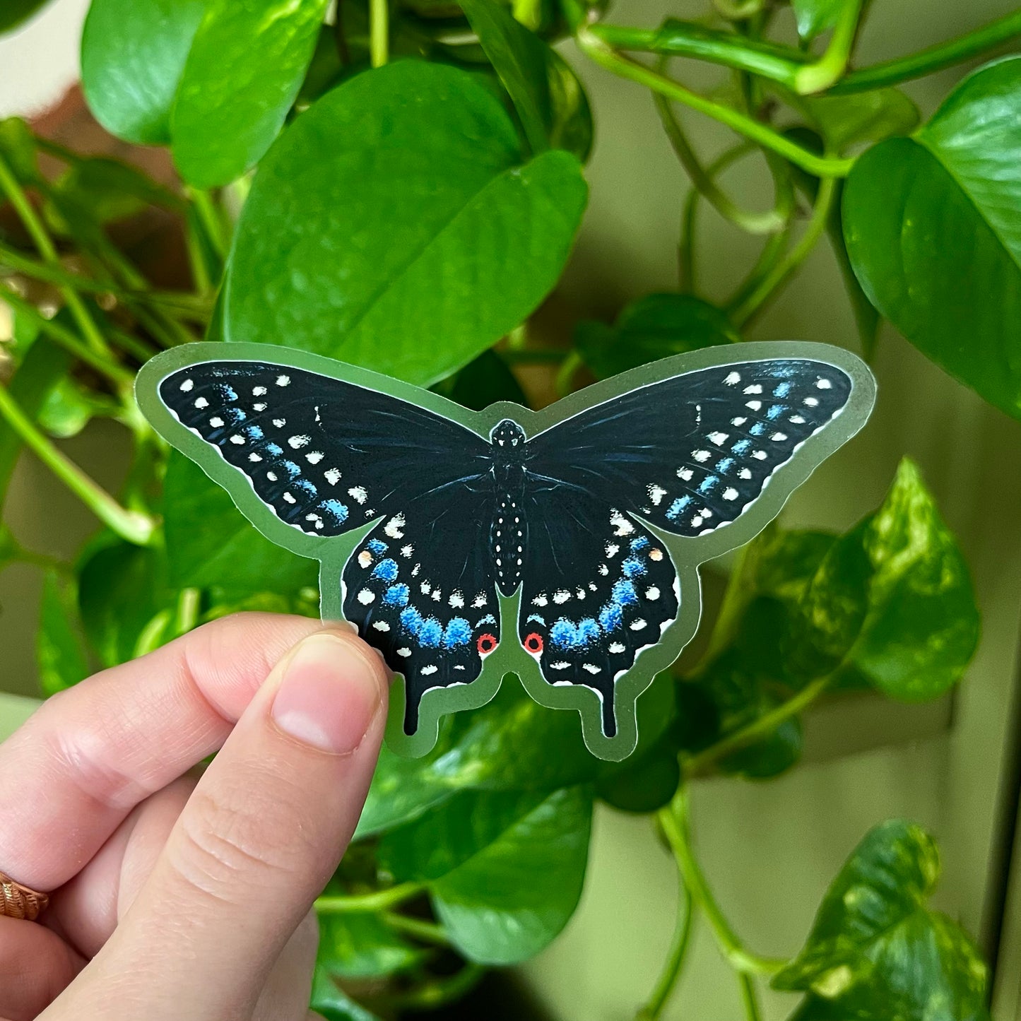 Black Swallowtail Sticker with Clear Background