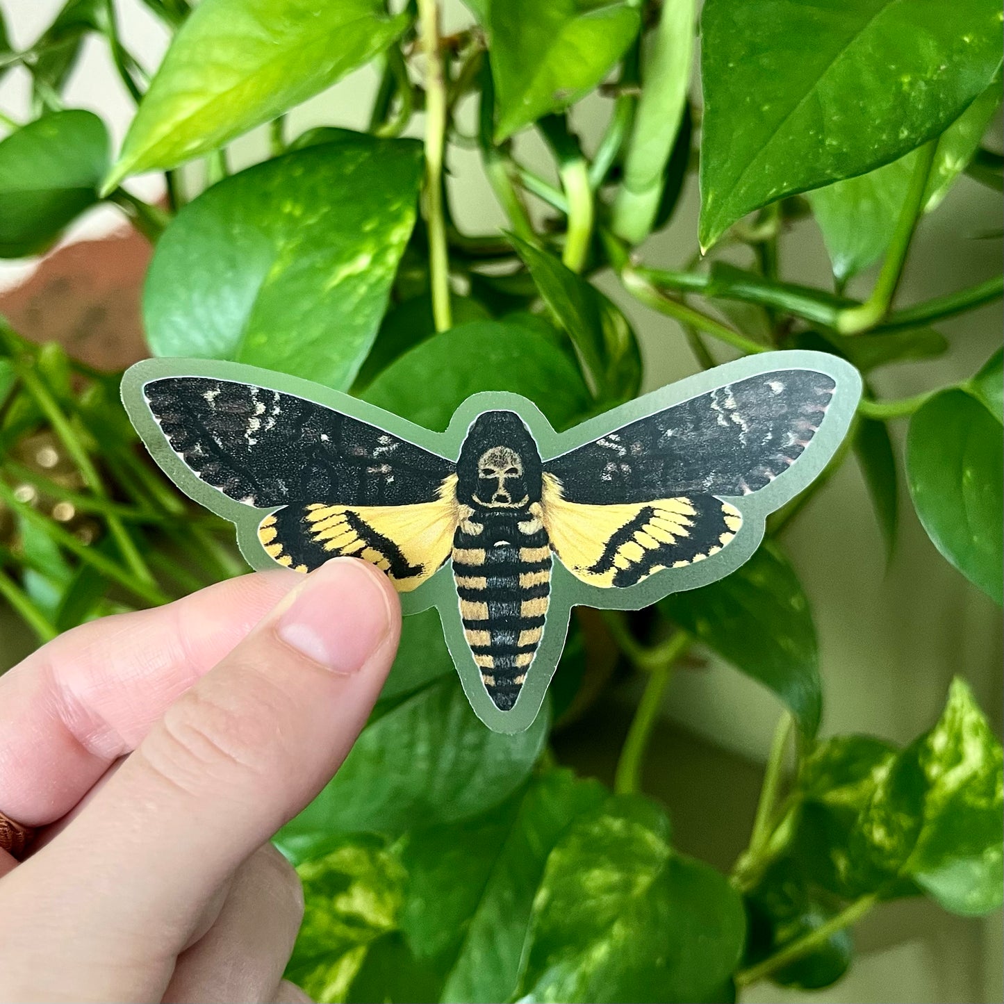 Death's Head Hawk Moth Sticker with Clear Background