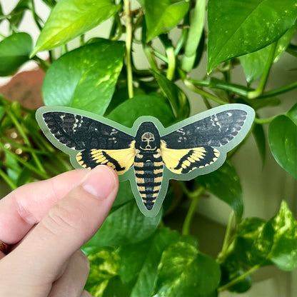 Death's Head Hawk Moth Sticker with Clear Background