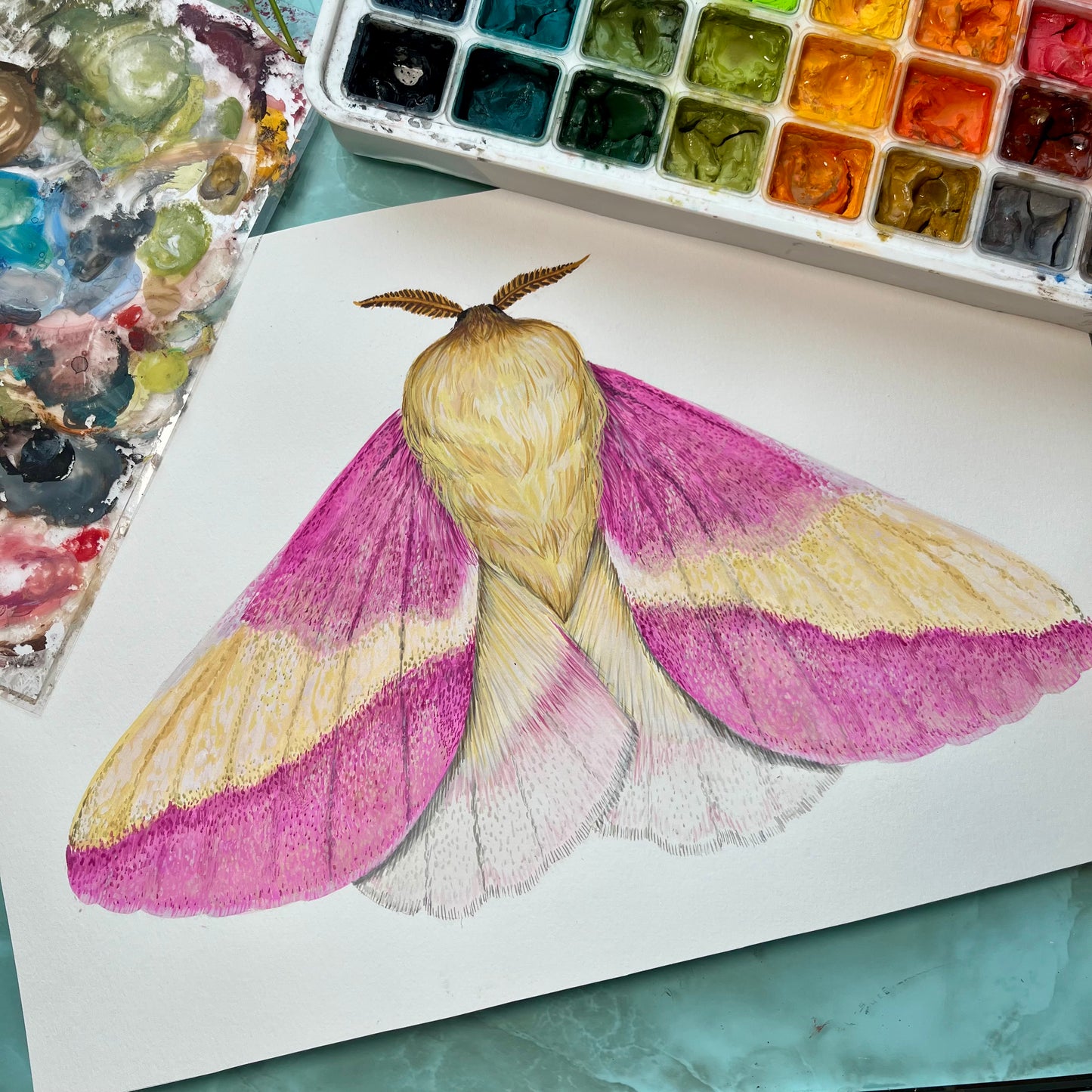 Rosy Maple Moth Wood Cutout Print