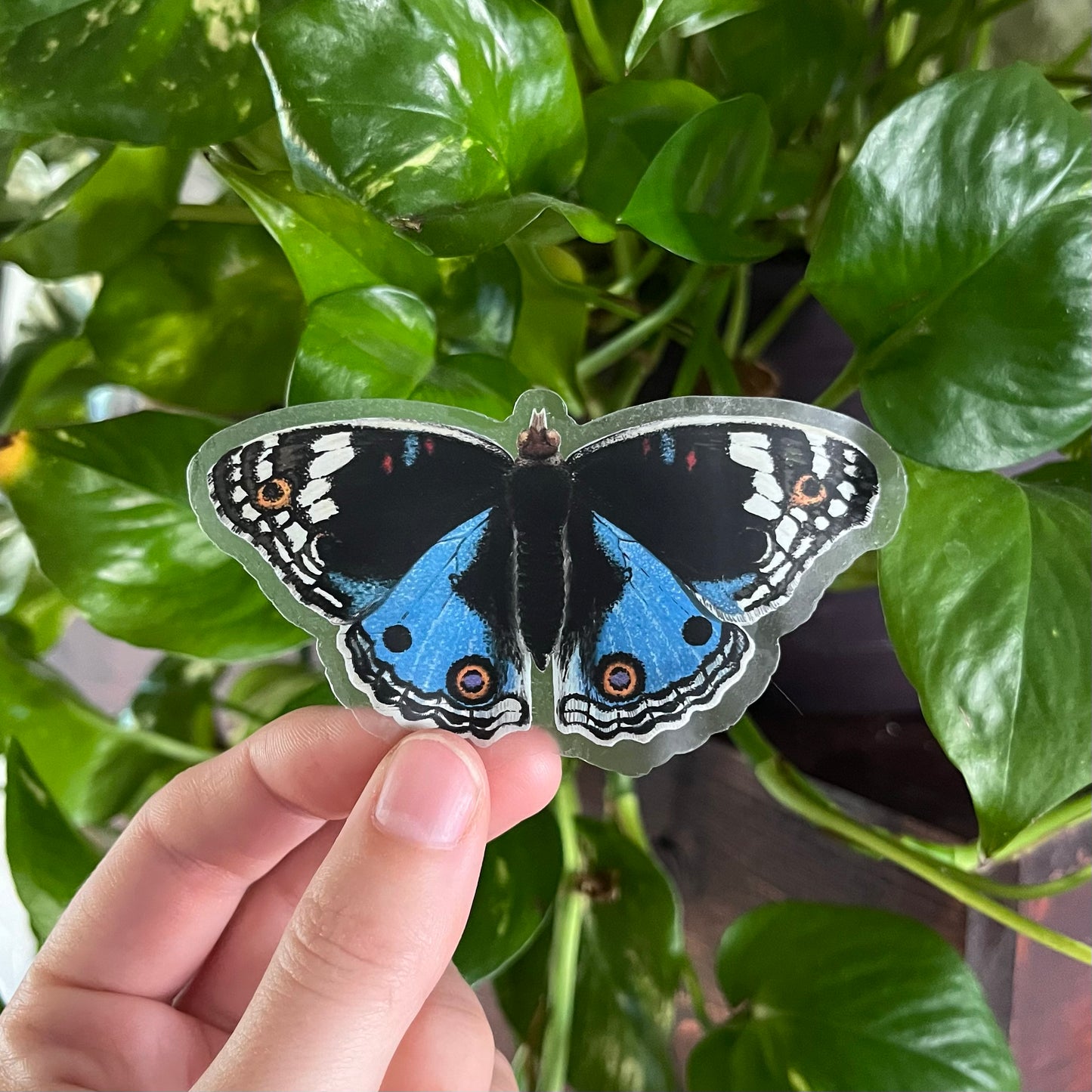 Blue Morpho Sticker with Clear Background