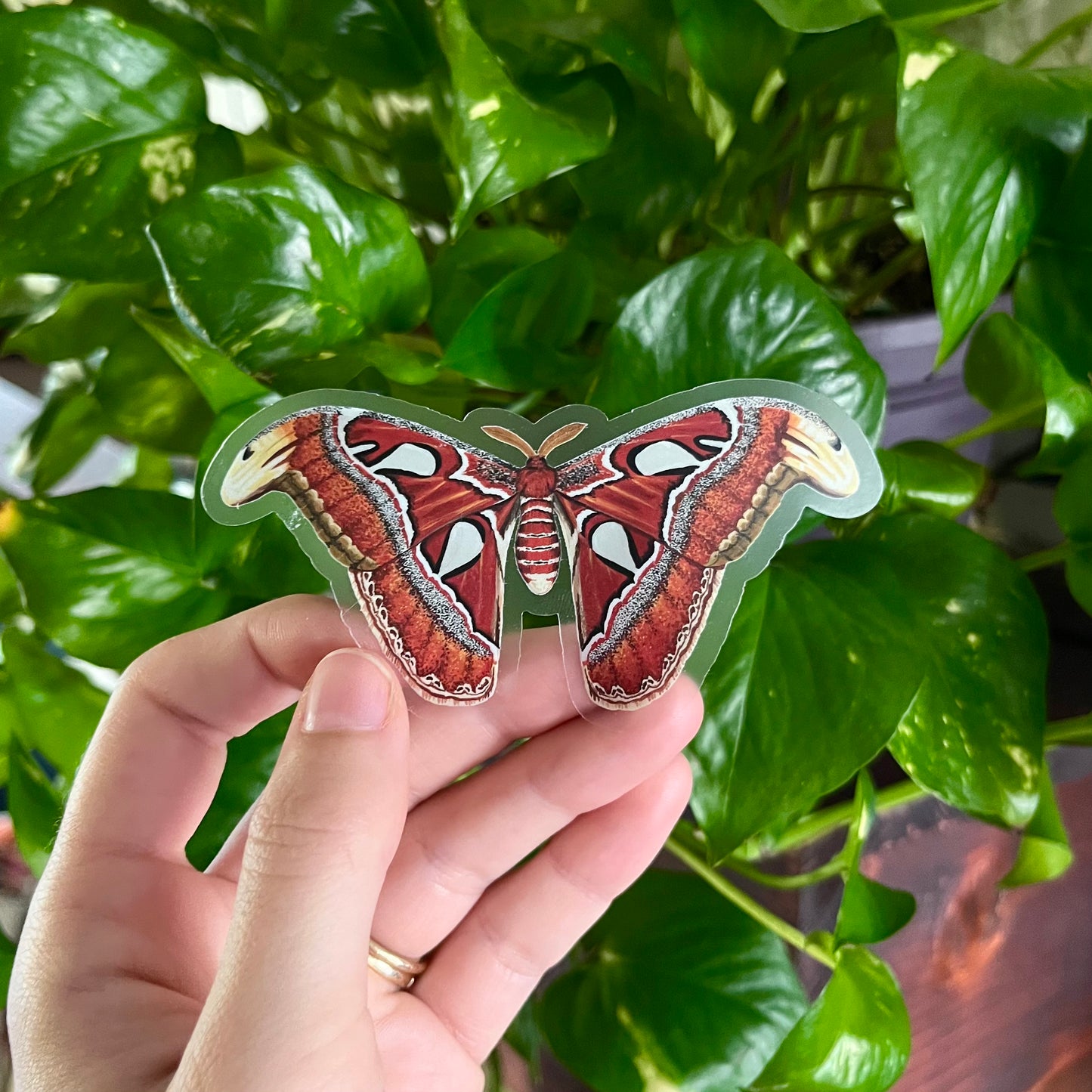 Atlas Moth Sticker with Clear Background