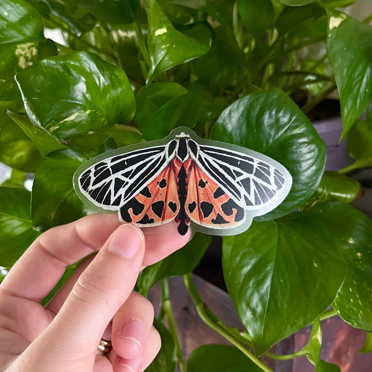 Virgin Tiger Moth Sticker with Clear Background