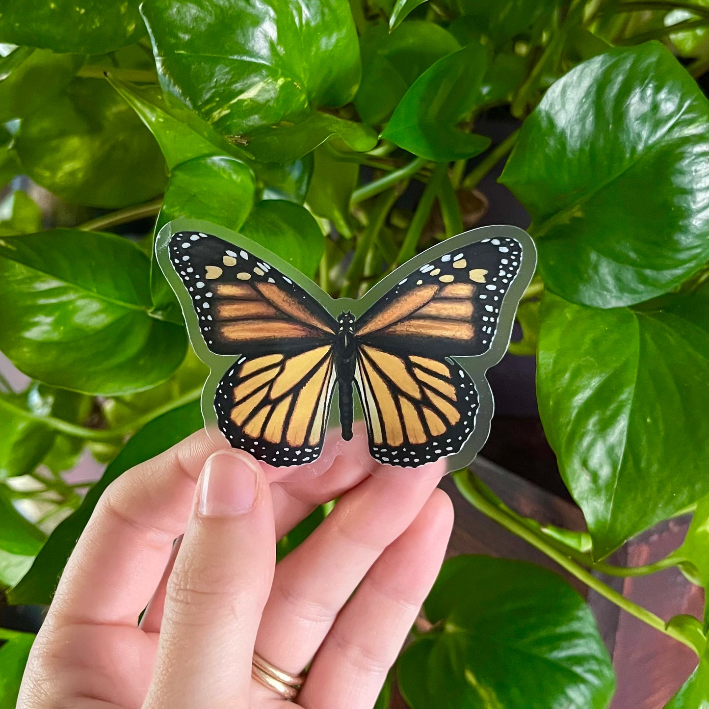 Monarch Sticker with Clear Background