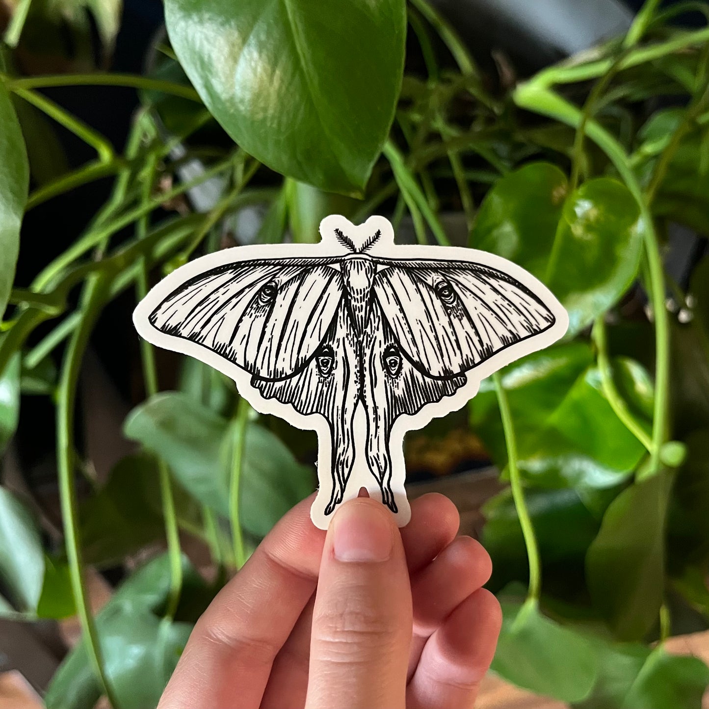 Luna Moth Pen Illustration Sticker