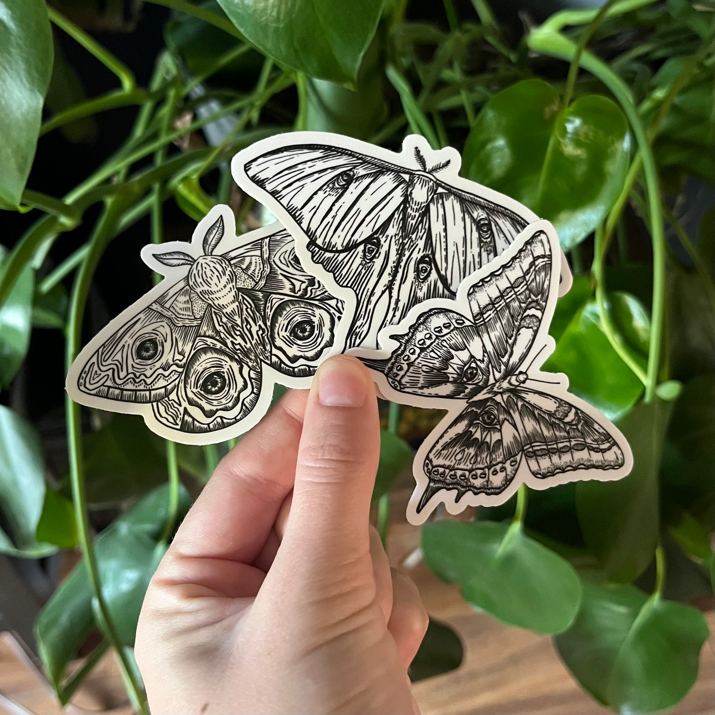 Illustrated Moths Sticker Pack