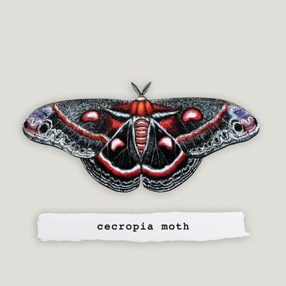 Cecropia Moth Wood Cutout Print