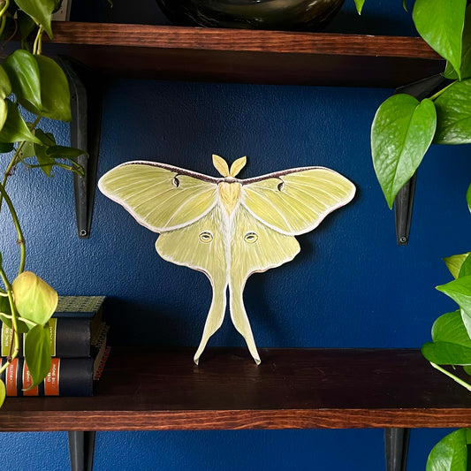 Luna Moth Wood Print Cutout