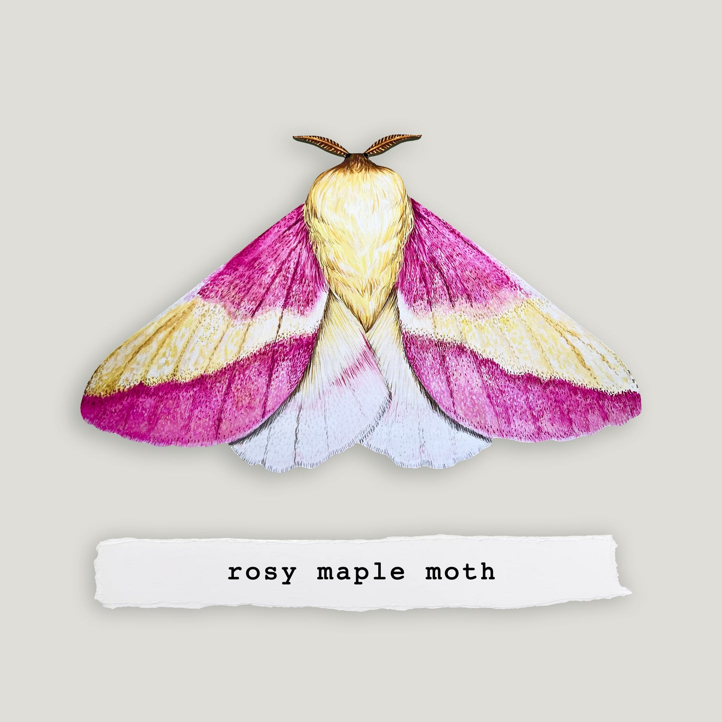 Rosy Maple Moth Wood Cutout Print